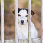 barriere-chien