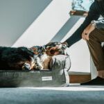un lit orthopédique pour chien