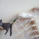 parcours mural pour chat