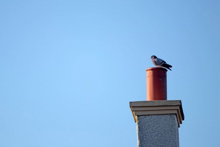 Comment enlever un oiseau dans un conduit cheminée — free download